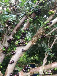 高度1000厘米嘉宝果