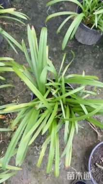 高度30厘米百子莲