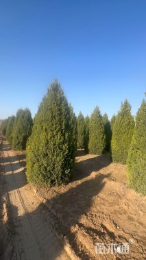 高度300厘米塔桧