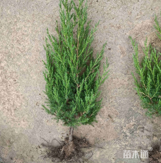 高度50厘米侧柏