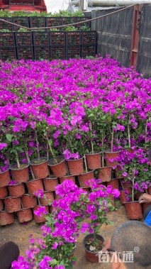 高度60厘米三角梅