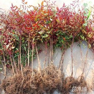 高度70厘米南天竹