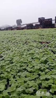 高度5厘米飞燕草