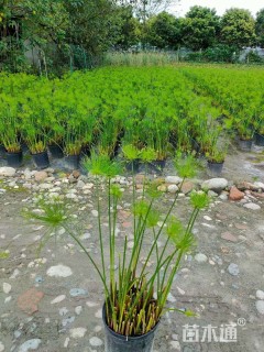 高度60厘米纸莎草