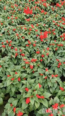 高度30厘米一串红