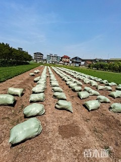 高度25厘米细叶麦冬草