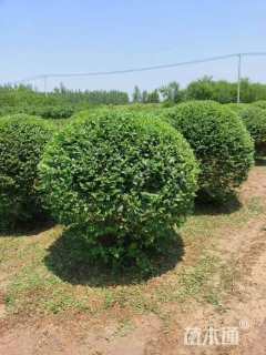 冠幅80厘米小叶女贞球