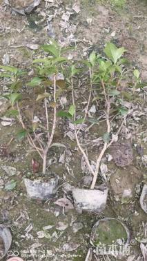 高度50厘米茶花