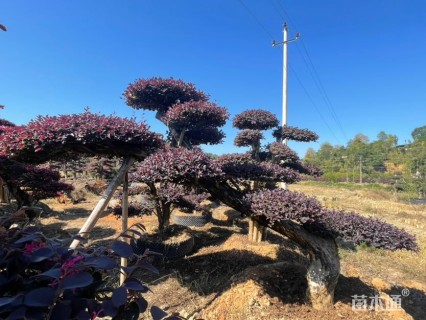 20公分造型红花继木桩