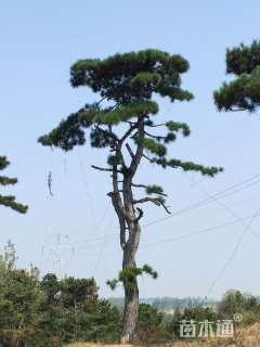 造型松
