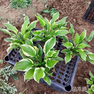 高度28厘米金边玉簪