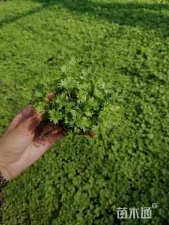 高度10厘米五叶委陵菜