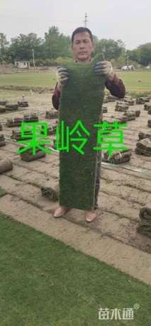 草块状百慕大草