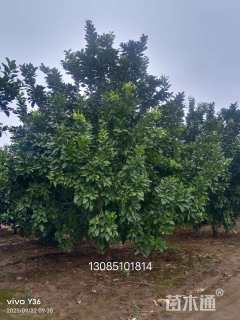 15公分丛生香泡