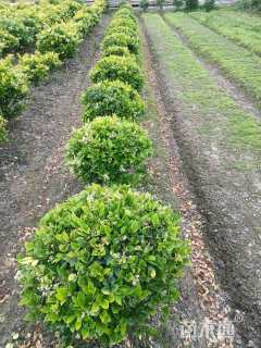 冠幅100厘米金森女贞球