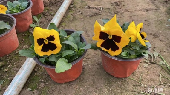 高度7厘米三色堇