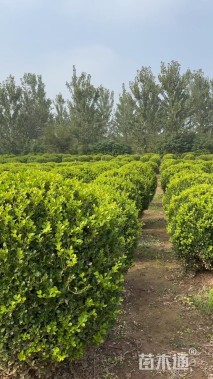 冠幅120厘米瓜子黄杨球