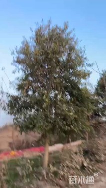 20公分大叶女贞