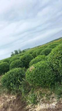 冠幅80厘米卫矛球