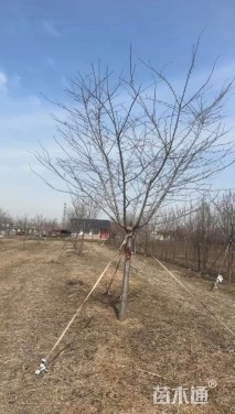 12公分高杆樱花