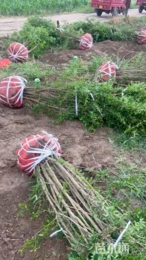 高度150厘米丛生木槿