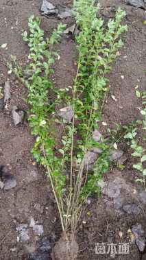 冠幅20厘米小叶女贞球