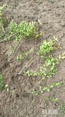 高度45厘米金叶女贞小苗