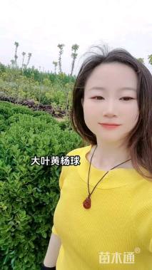 冠幅120厘米大叶黄杨球