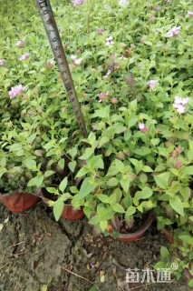 高度20厘米马缨丹