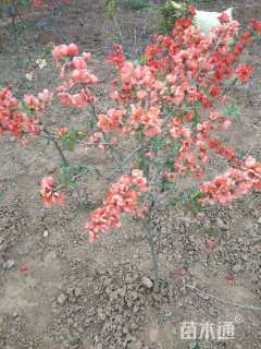 高度60厘米贴梗海棠