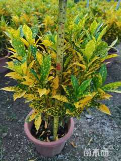 高度35厘米洒金变叶木