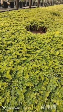 高度5厘米金叶过路黄