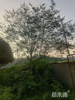 18公分四川红紫薇