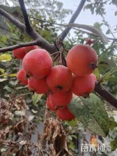 高度350厘米红巴伦海棠