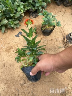 高度20厘米剪秋萝