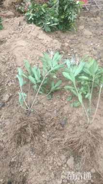 高度30厘米杜鹃