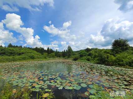 10公分山核桃