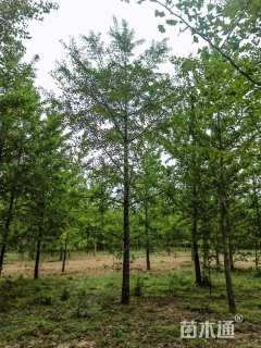 40公分银杏，低价专供