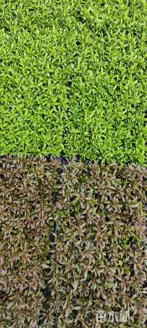 高度5厘米五色苋