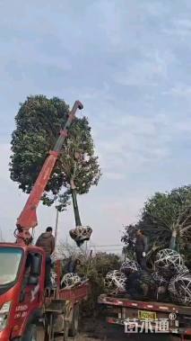 15公分高杆女贞