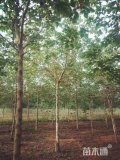 4公分构树