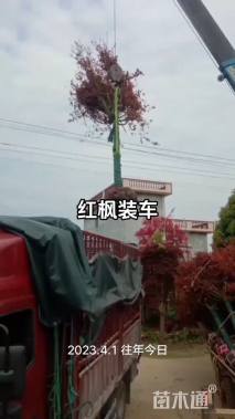 10公分日本红枫