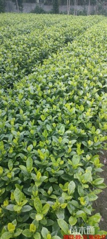 30厘米大叶栀子