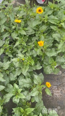 高度20厘米向日葵
