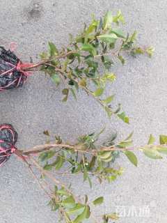 高度30厘米茶梅