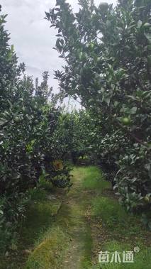 高度380厘米南丰蜜桔