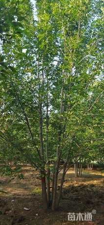 高度900厘米丛生白蜡