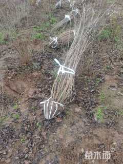 高度150厘米红王子锦带