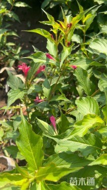 高度40厘米锦带