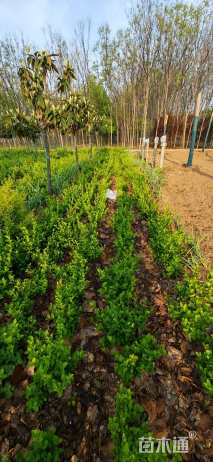 高度40厘米卫矛